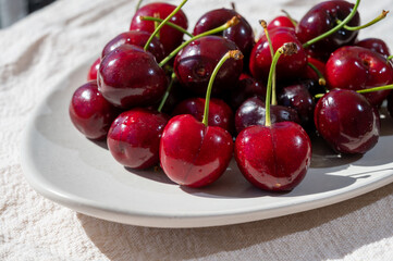 New harvest of fresh ripe dark red cherry berry in Provence, France