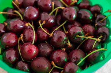 New harvest of fresh ripe dark red cherry berry in Provence, France