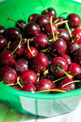New harvest of fresh ripe dark red cherry berry in Provence, France