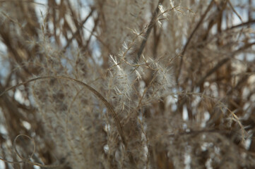 close-up: dry pale yellow reed on above the snow