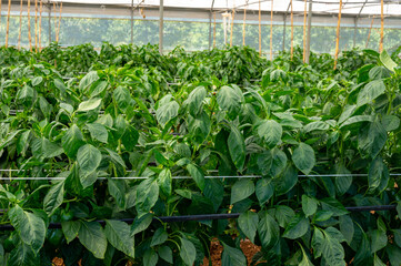 Greenhouse with plantation of sweet bell peppers plants, agruculture in Fondi, Lazio, Italy