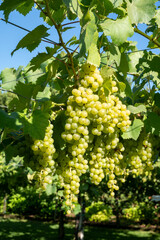 Bunches of white wine muscat grapes ripening on vineyards near Terracina, Lazio, Italy