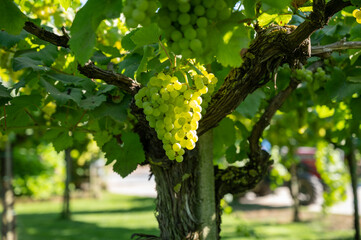 Bunches of white wine muscat grapes ripening on vineyards near Terracina, Lazio, Italy - obrazy, fototapety, plakaty