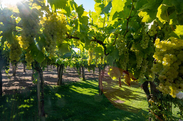 Bunches of white wine muscat grapes ripening on vineyards near Terracina, Lazio, Italy