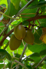 New harvest of ripe green kiwi fruits in orchard