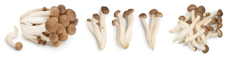 Brown beech mushrooms or Shimeji mushroom isolated on white background. Set or collection