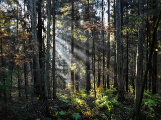 The sun's rays in the autumn forest. 