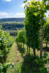 Fototapeta na wymiar Hilly vineyards with white riesling grapes in Mosel river valley, Germany