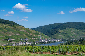 Panoramic view on hilly vineyards with white riesling grapes in Mosel river valley, Germany