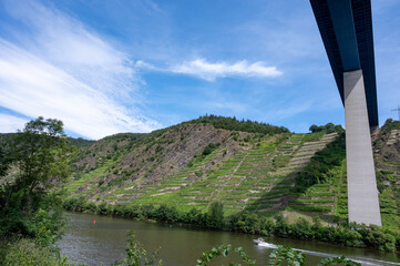 View on hills with terraced vineyards along bank of Mosel river and high Mosel bridge near  ...
