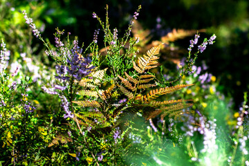 Plants in fall colors and blooming heather 