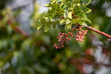 Obraz premium Young unripe pistachio nuts growing on pistachio trees plantation