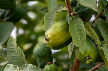 Ripe  aromatic fruits of apple guava plant ready to harvest