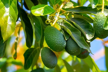 Foto op Plexiglas Green ripe avocados fruits hanging on avocado trees plantation © barmalini