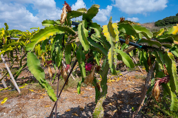 Plantations of pitahaya pink dragon fruits growing on succulent cacti plants