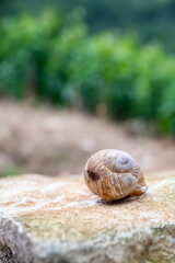 French cuisine, big tasty edible land snails escargot growing on vineyards in Burgugne, France
