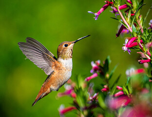 hummingbird in flight © Matty O'Reilly