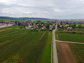 Aerian view on green grand cru and premier cru vineyards with rows of pinot noir grapes plants in...