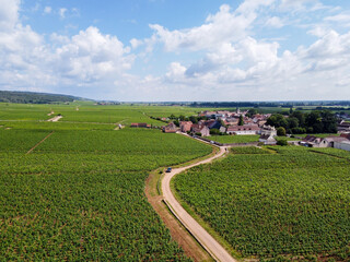 Aerian view on green grand cru and premier cru vineyards with rows of pinot noir grapes plants in...