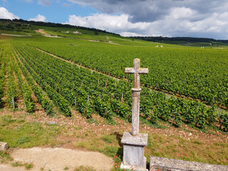 Fototapeta na wymiar Aerian view on walled green grand cru and premier cru vineyards with rows of pinot noir grapes plants in Cote de nuits, making of famous red Burgundy wine in Burgundy region of eastern France.