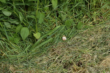 Priesendorf - Bayern - Deutschland - Schnecke im Gras