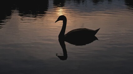 Scenic Silhouette of Black Beautiful Swan Floating Peacefully on Calm Water Pond in Rays of Sun during Sunset
