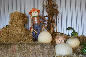 autumn still life with pumpkins, hay and scarecrow dolls at the farm