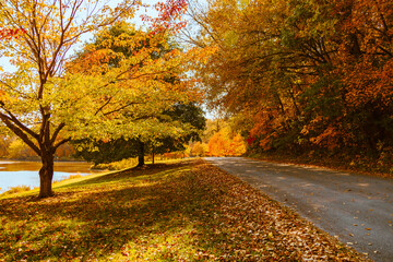 Scenery of romantic nature park along driveway, golden leaves and vibrant colorful autumnal in September. Autumn landscape with beautiful sunlight, peaceful outdoor background. Fall season environment