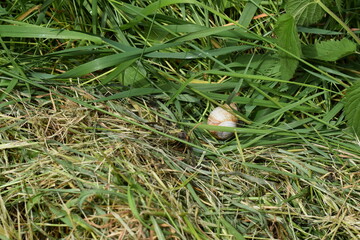 Priesendorf - Bayern - Deutschland - Schnecke im Gras
