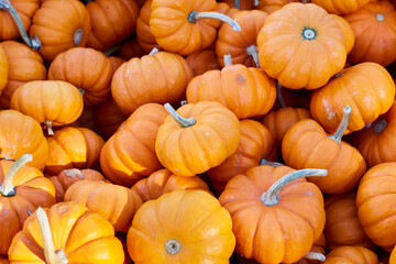 pile of mini orange pumpkins for sale at the farm market