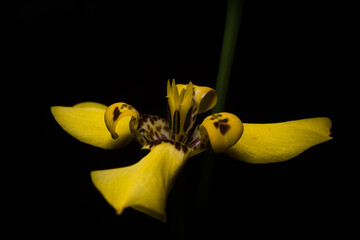 Flor amarilla