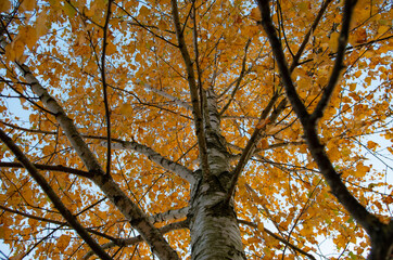 birch with yellow leaves