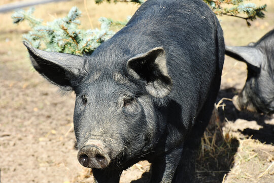 A close up image of a large dark colored pig on an organic farm.