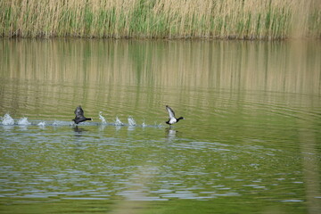 Priesendorf - Bayern - Deutschland - V&ouml;gel auf einem Gew&auml;sser