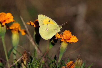 butterfly on flower