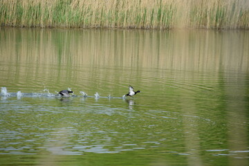 Priesendorf - Bayern - Deutschland - V&ouml;gel auf einem Gew&auml;sser