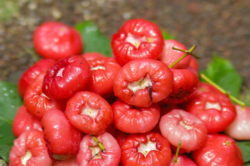 Group of Fresh ripe red rose apple fruits are ready for sale. Also know as jambu air Merah (Syzygium aqueum), jambu Semarang (Syzygium samarangense), Jambu Bol, or Malay Apple (Syzygium malaccense)