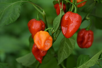 Red and orange habanero pepper in greenhouse plant production, hot pepper plants. - obrazy, fototapety, plakaty