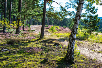 Forest landscape with heather in bloom on the Franconian dune path near Altdorf
