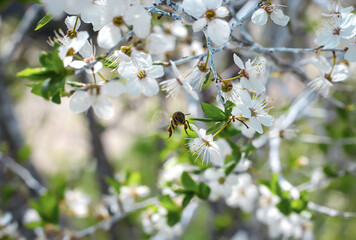 A brown bee hovers in the air against the background of a cherry tree with white flowers