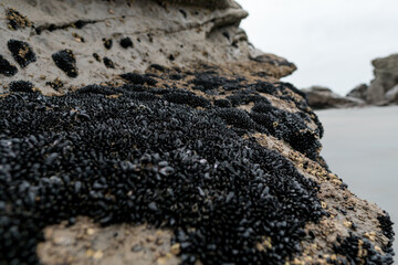 Omau Cliffs and Hole In The Rock, New Zealand, West port