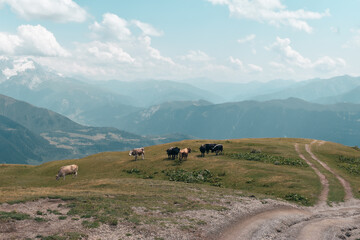 Mountain landscape in Svaneti region, Georgia, Asia. Cows and snowcapped hills in the background. Summer mountain landscape. Blue sky with clouds above. Georgian travel destination