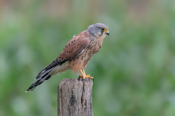  Male Common Kestrel (Falco tinnunculus) with a pray (mouse) sitting on a fence post. Gelderland in the Netherlands. Green bokeh background.                                 