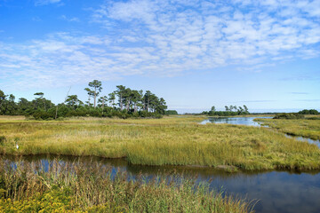 Wetlands and costal marsh in Virginia USA viewed in a bright autumn sun.  A wetland is a distinct...