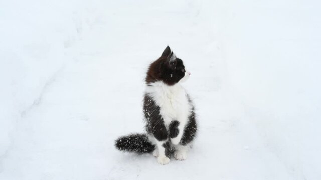 cute fluffy kitten cat playing in the snow winter . High quality 4k footage
