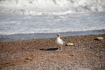 A seagull walks along the seashore. The tide line. Sea pebbles. Photo of a bird. Ornithology.