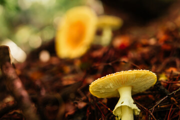 Toxic mushroom amanita muscaria guessowii in the forest