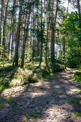 Forest landscape with heather in bloom on the Franconian dune path near Altdorf