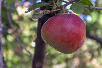 Ripe red apple on tree. Close-up of red apple on apple tree branch. Apple ripe healthy fruit in autumn. Unsprayed apple.