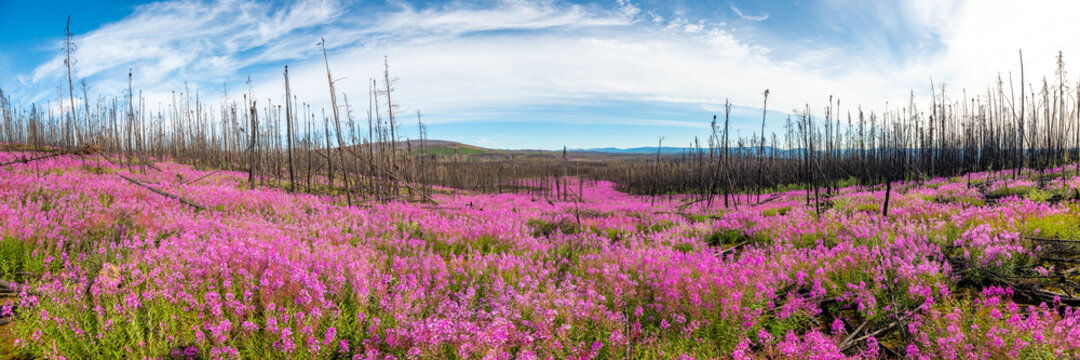 Stunning panoramic landscape of pink, purple Fireweed flowers seen in northern Canada during summer time with blue sky background, burnt out spruce tree forest behind. 